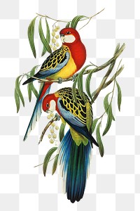 Rose-hill parakeet png bird sticker, transparent background