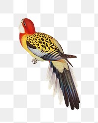 Splendid parakeet png bird sticker, transparent background