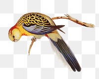 Splendid parakeet png bird sticker, transparent background