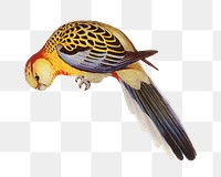 Splendid parakeet png bird sticker, transparent background