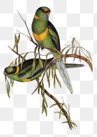 Barnard's parakeet png bird sticker, transparent background