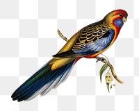 Adelaide parakeet png bird sticker, transparent background