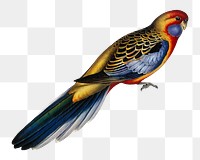 Adelaide parakeet png bird sticker, transparent background