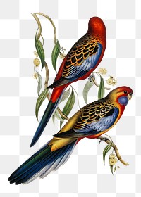 Adelaide parakeet png bird sticker, transparent background