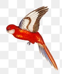 Fiery parakeet png bird sticker, transparent background