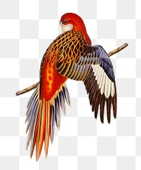 Fiery parakeet png bird sticker, transparent background