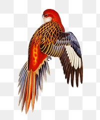 Fiery parakeet png bird sticker, transparent background