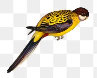 Brown's parakeet png bird sticker, transparent background