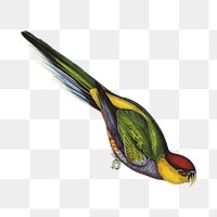 Red-capped parakeet png bird sticker, transparent background