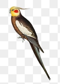 Cockatoo parakeet png bird sticker, transparent background