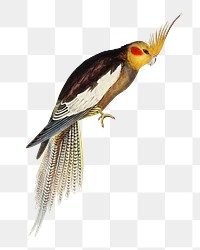 Cockatoo parakeet png bird sticker, transparent background
