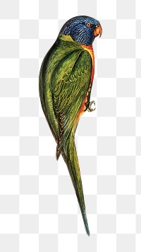 Swainson's lorikeet png sticker, vintage bird on transparent background