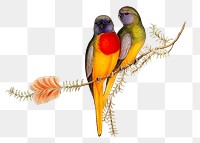 Splendid grass-parakeet png bird sticker, transparent background