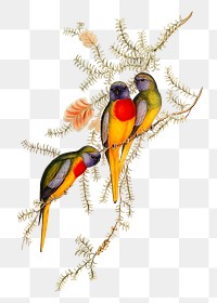 Splendid grass-parakeet png bird sticker, transparent background