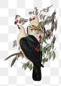 White-headed fruit pigeon png bird sticker, transparent background