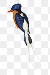 White-tailed kingfisher png bird sticker, transparent background