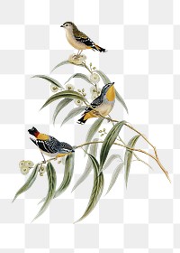 Yellow-rumped pardalote png bird sticker, transparent background