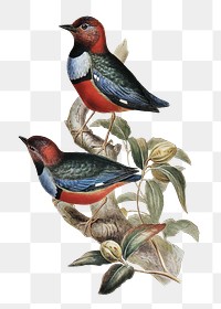 Macklot's pitta png bird sticker, transparent background