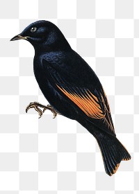 Rawnsley's bowerbird png sticker, transparent background