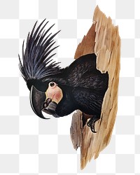Great palm-cuckatoo png bird sticker, transparent background