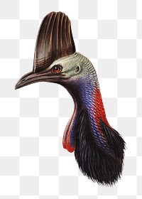 Australian cassowary png bird sticker, transparent background