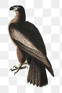 American sea eagle png bird sticker, transparent background