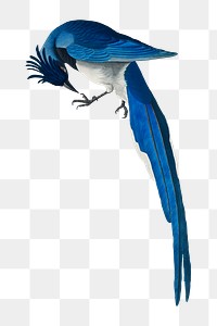 Columbia jay png bird sticker, transparent background