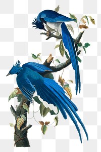 Columbia jay png bird sticker, transparent background