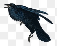 Raven png bird sticker, transparent background
