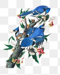 Blue jay png bird sticker, transparent background