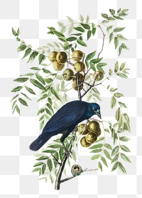 American crow png bird sticker, transparent background