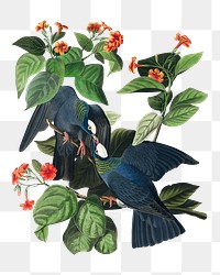 White-crowned pigeon png bird sticker, transparent background