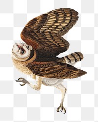 Barn owl png bird sticker, transparent background