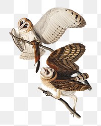 Barn owl png bird sticker, transparent background