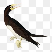 Booby gannet png bird sticker, transparent background