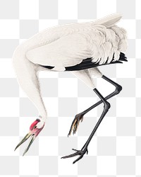 Whooping crane png bird sticker, transparent background