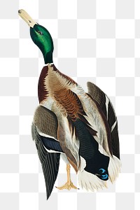 Mallard duck png bird sticker, transparent background