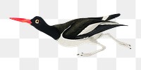 Pied oyster-catcher png bird sticker, transparent background