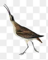 Hudsonian curlew png bird sticker, transparent background