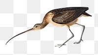 Long-billed curlew png bird sticker, transparent background