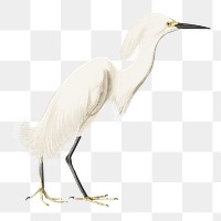 Snowy heron png bird sticker, transparent background