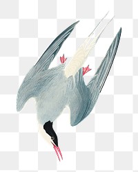 Arctic tern png bird sticker, transparent background