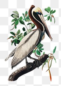 Brown pelican png bird sticker, transparent background