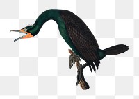 Florida cormorant png bird sticker, transparent background