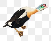 King duck png bird sticker, transparent background