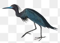 Blue crane png bird sticker, transparent background