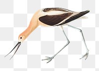 American avocet png bird sticker, transparent background