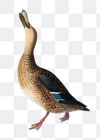 Shoveller duck png bird sticker, transparent background