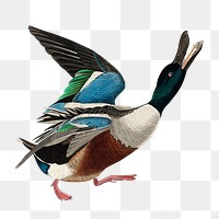 Shoveller duck png bird sticker, transparent background