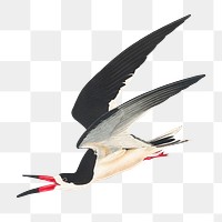 Black skimmer png bird sticker, transparent background